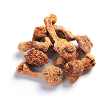 Dried Agaricus Subrufescens Blazei Murr Mushroom